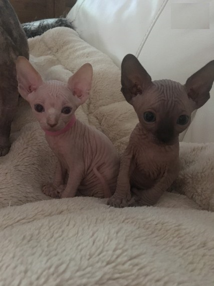Mannen en vrouwen Sphynx Kittens - nr. 1