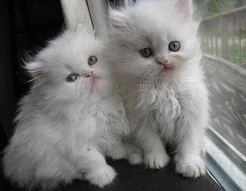 Mooie Perzische kittens - nr. 1