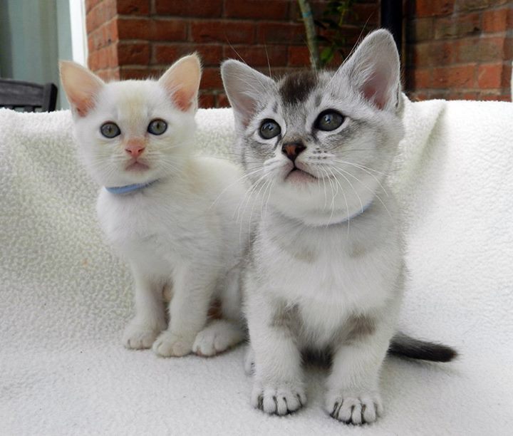 Mooie Birman Kittens - nr. 1