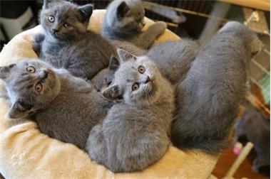 Mooie Britse kort haar Kittens - nr. 1
