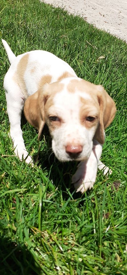 MJM Dogs Foundation:Eiko - nr. 1