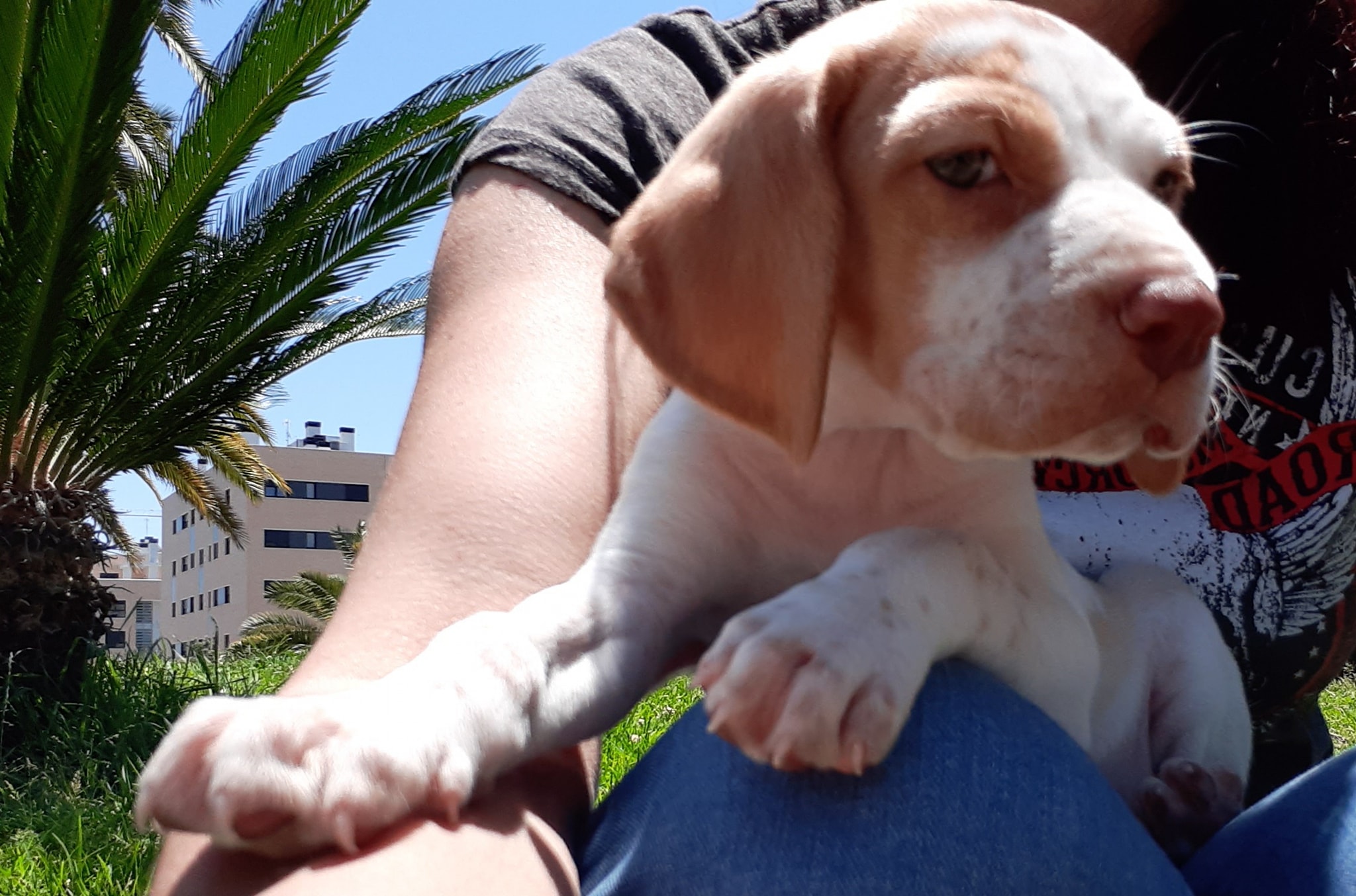 MJM Dogs Foundation:Eiko - Afbeelding 2