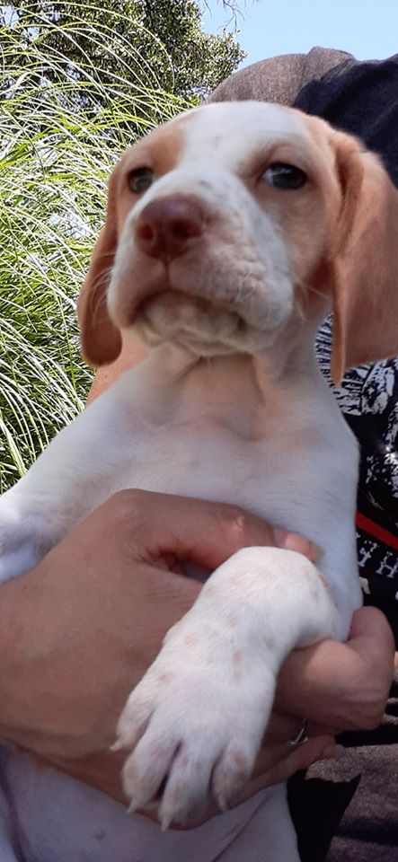 MJM Dogs Foundation:Eiko - Afbeelding 3