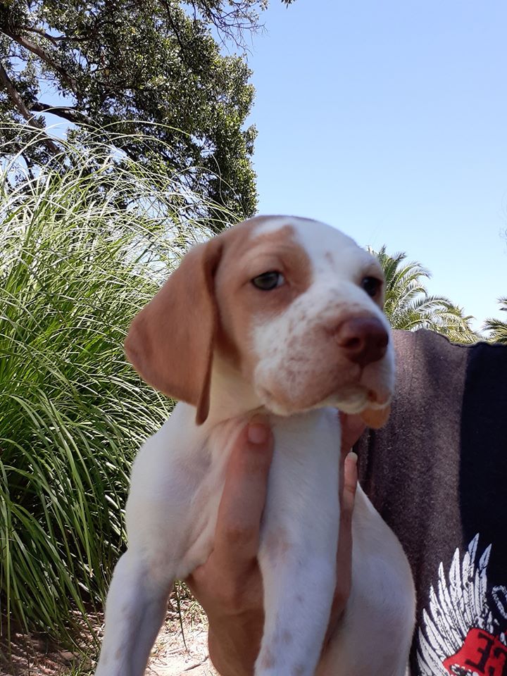 MJM Dogs Foundation:Eiko - Afbeelding 4