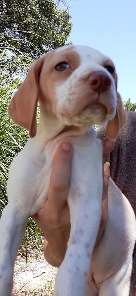 MJM Dogs Foundation:Eiko - Afbeelding 5