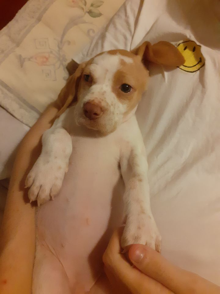 MJM Dogs Foundation:Eiko - Afbeelding 6