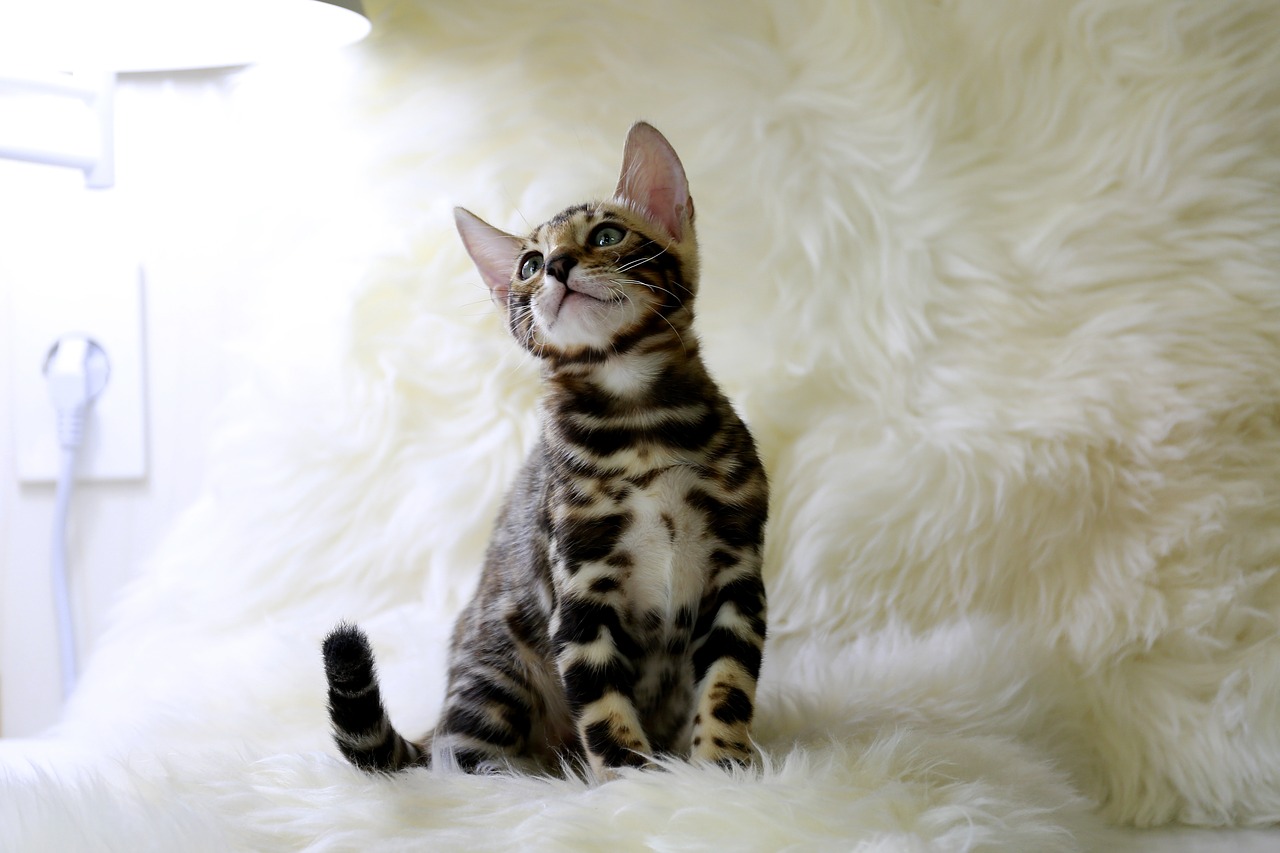 Zilveren Bengaalse kittens beschikbaar - nr. 1