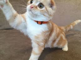 Bengaalse kat voor adoptie - nr. 1