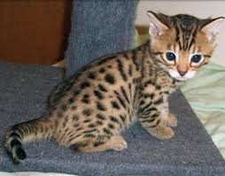 Bengaalse kittens beschikbaar - nr. 1