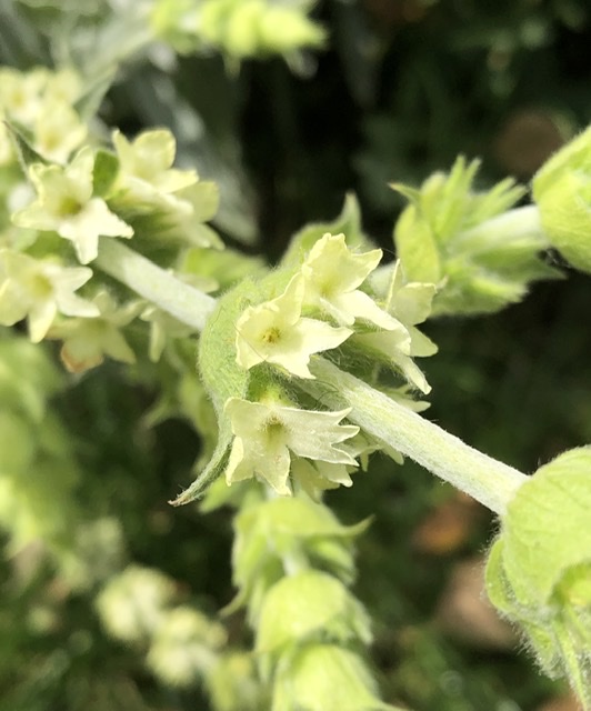 Heerlijke plant voor thee