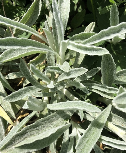 Heerlijke plant voor thee - Afbeelding 2