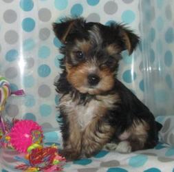Yorkshire Terrier-puppy's Voor uw gezin