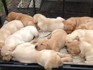 Mooie Labrador retriever baby's op zoek naar een liefdevol huis