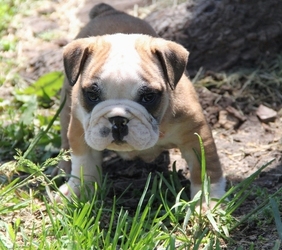 Geweldige Engelse Bulldog-puppy's