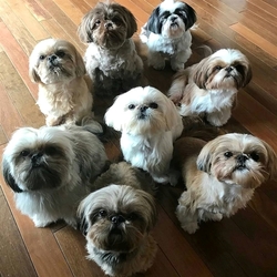 Adembenemende Shih Tzu-puppy's