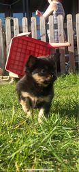Chihuahua-puppy's