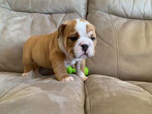 Kc Engelse Bulldog-puppy's