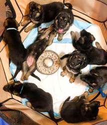 Duitse herderpuppies voor adoptie