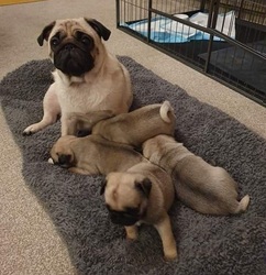 Mooie Kc geregistreerde Pug puppy's te koop