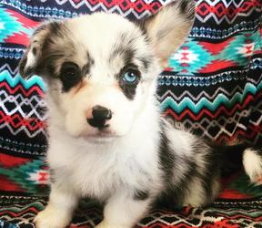 Corgi-puppy's