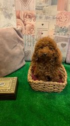 Maltipoo-puppy's