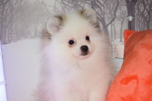 Pommerse puppy's beschikbaar