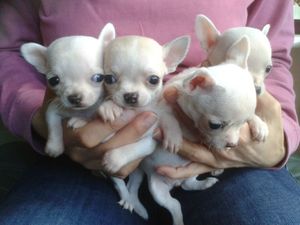 Mooie Smooth Coat Chihuahua Boy & Girl pups