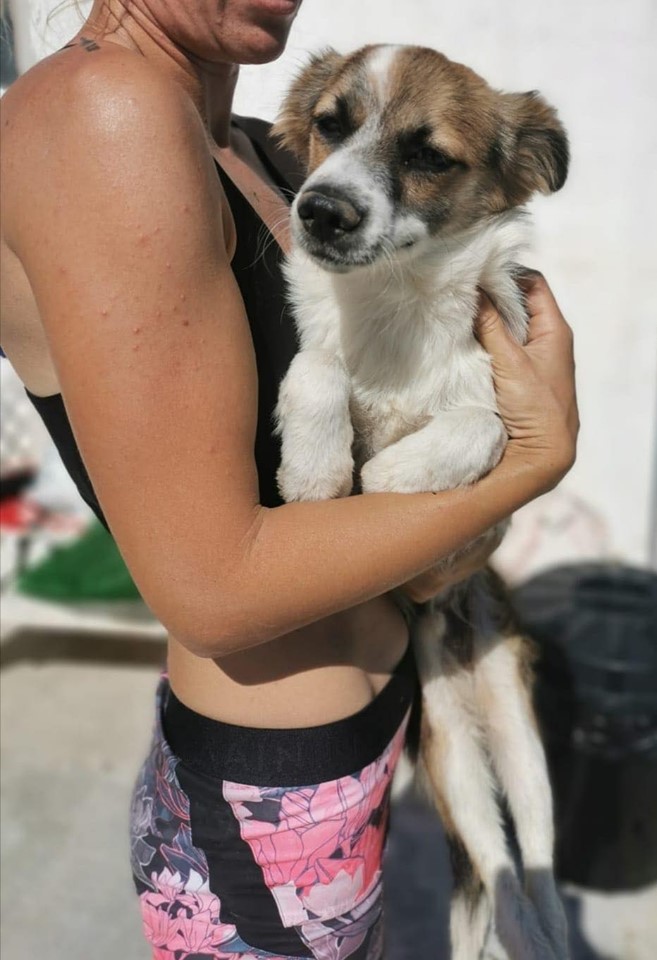 MJM Dogs Foundation: Denver