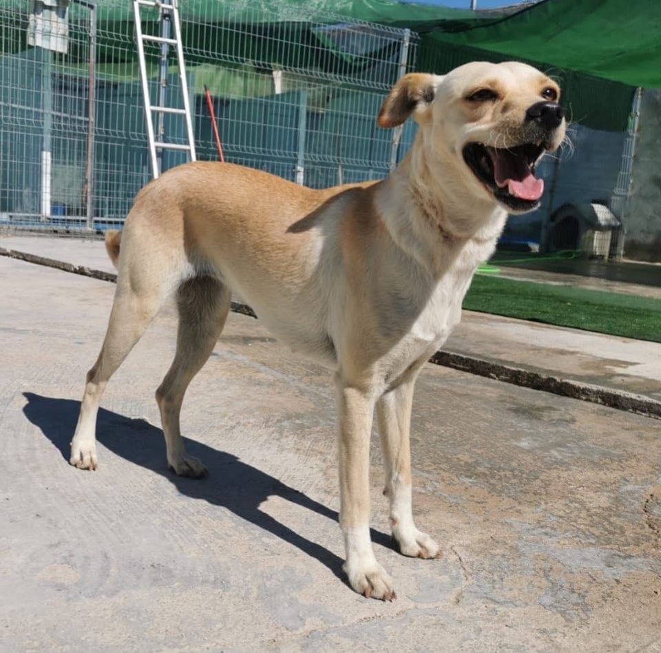 MJM Dogs Foundation: Milan