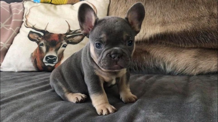 ONZE MOOIE FRANSE BULLDOG PUPPY.
