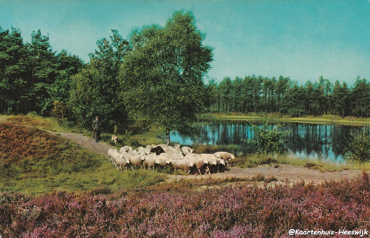 Schapen op de Heide_2 - nr. 1
