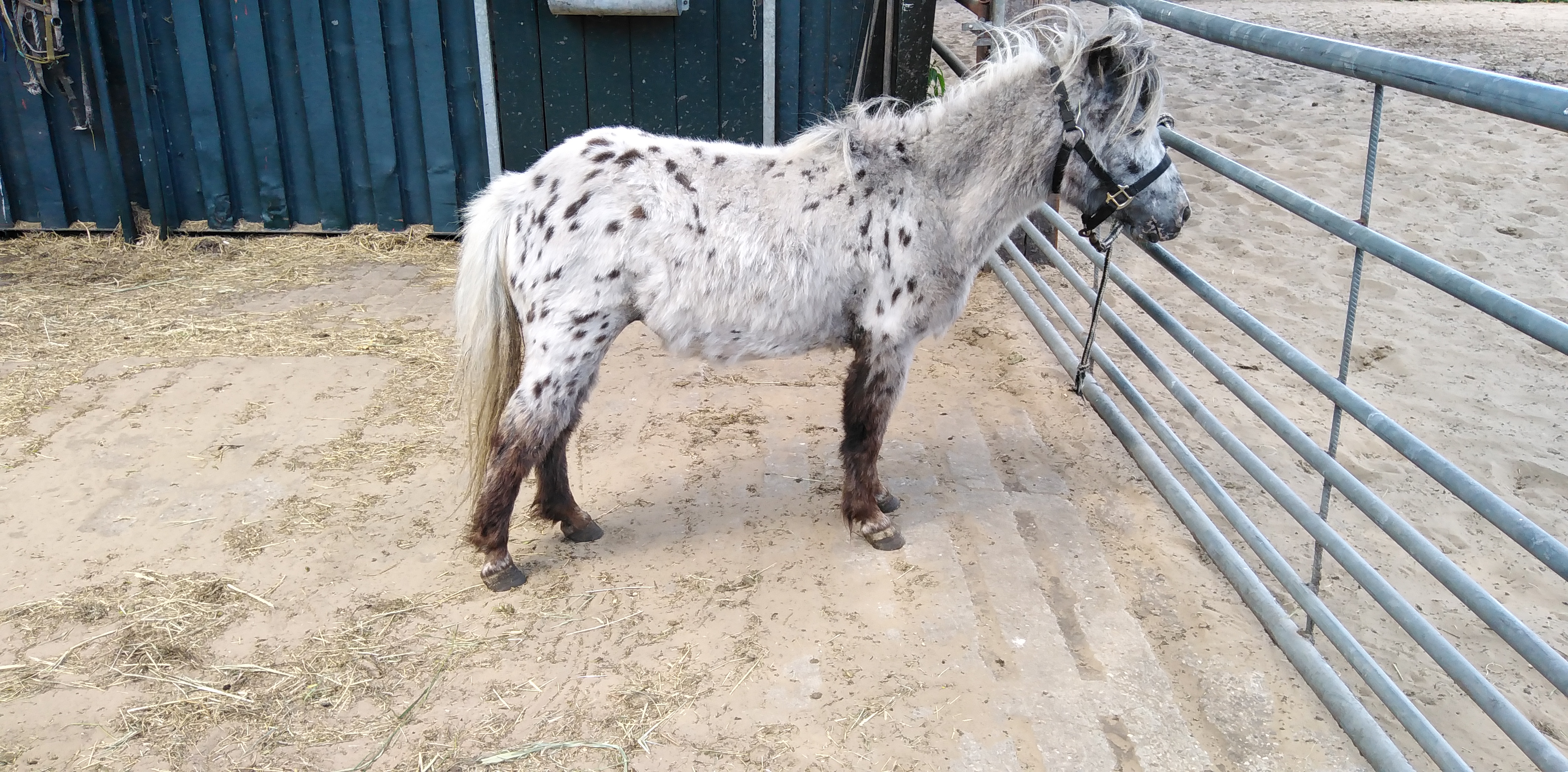 zeer mooie panterbonte appaloosa luxe shetland merrie - nr. 1
