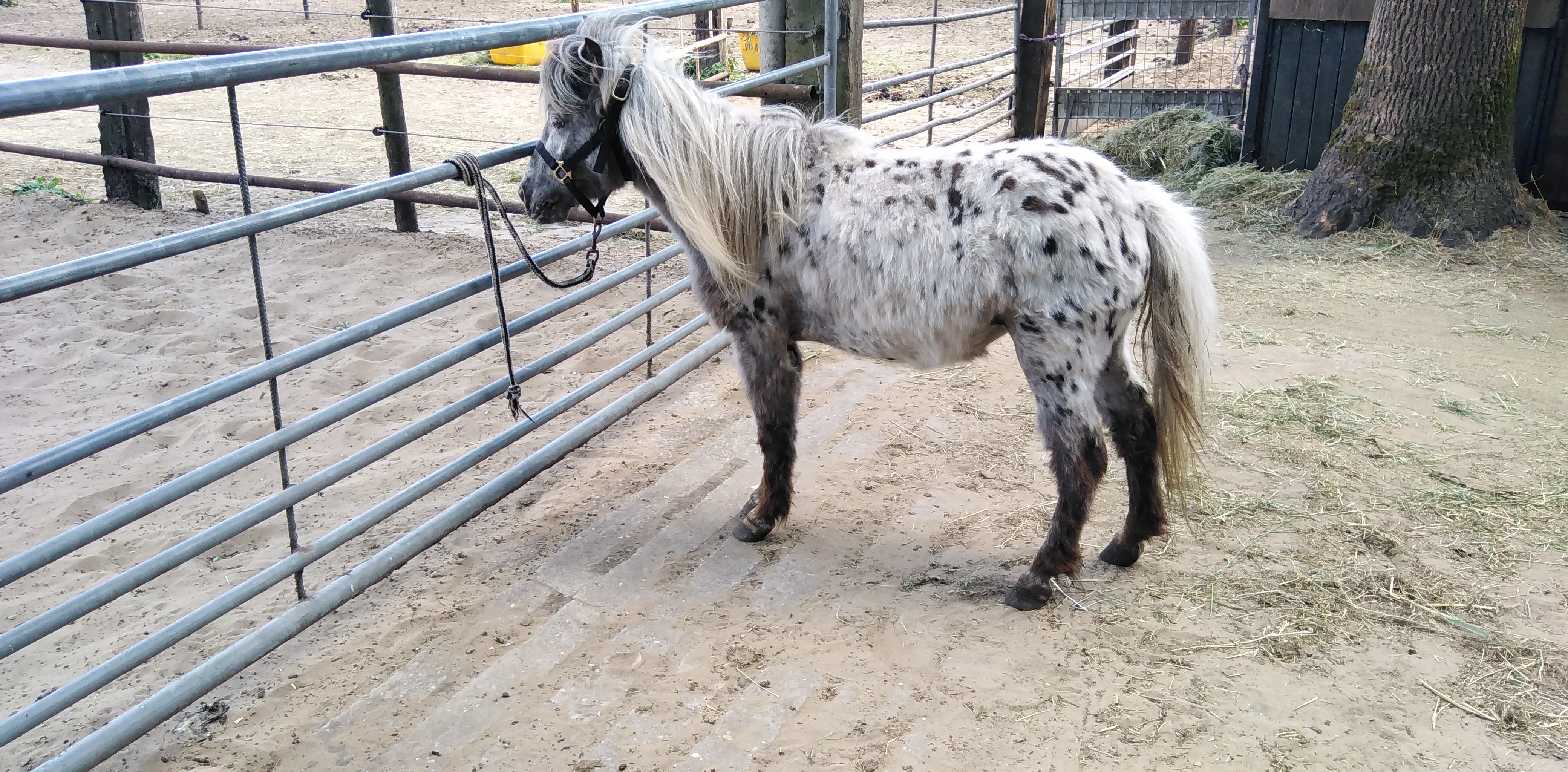 zeer mooie panterbonte appaloosa luxe shetland merrie - Afbeelding 2