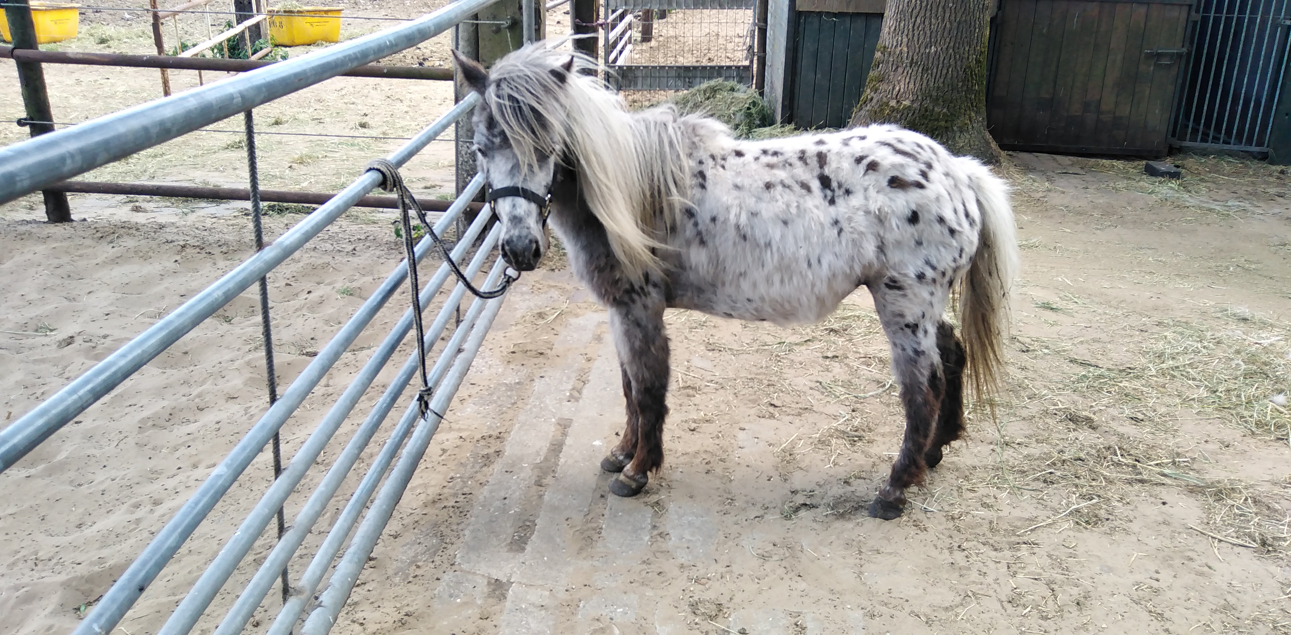 zeer mooie panterbonte appaloosa luxe shetland merrie - Afbeelding 3