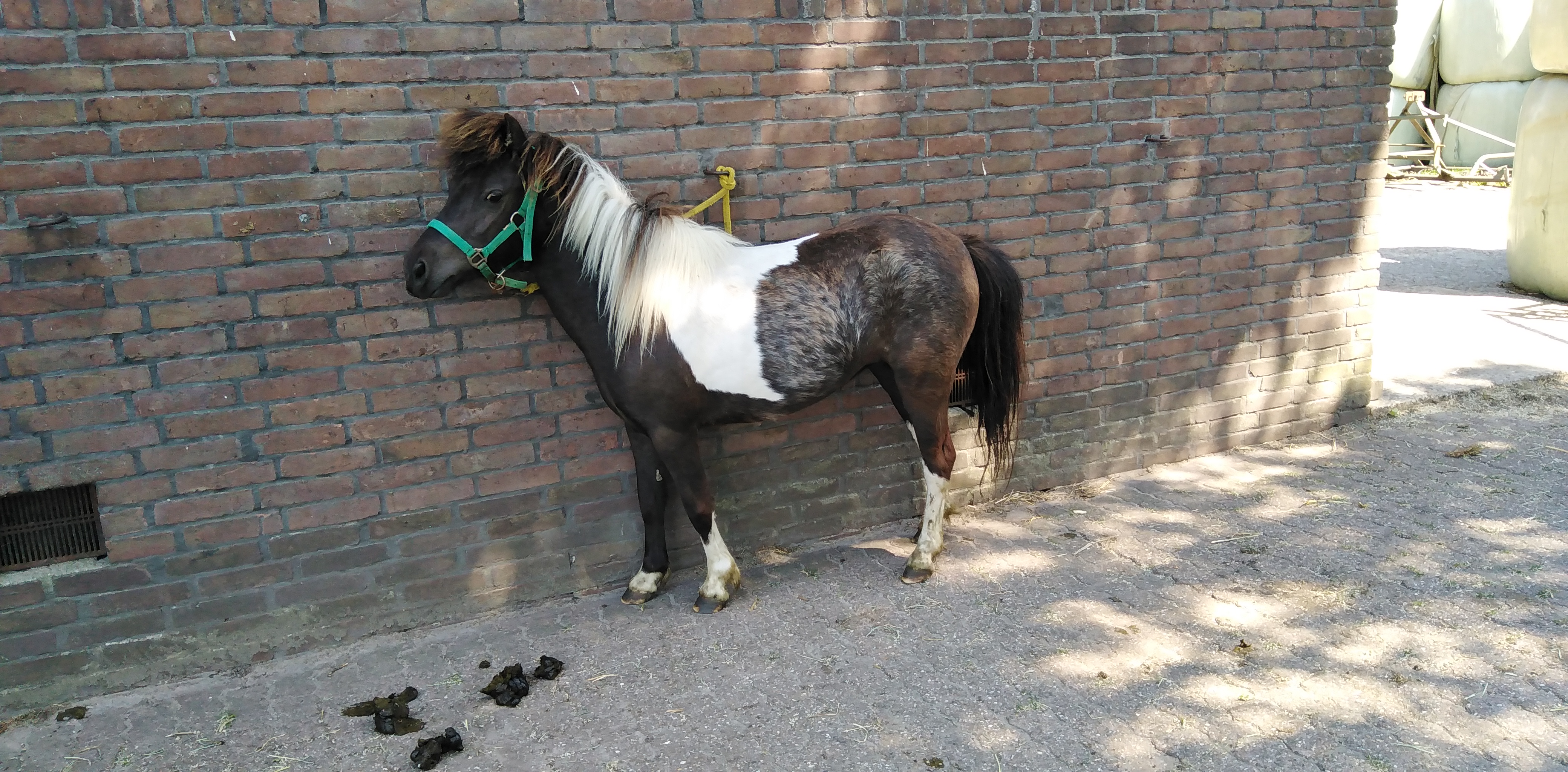 2 zeer mooie echte falabella ponys met stamboom - Afbeelding 3