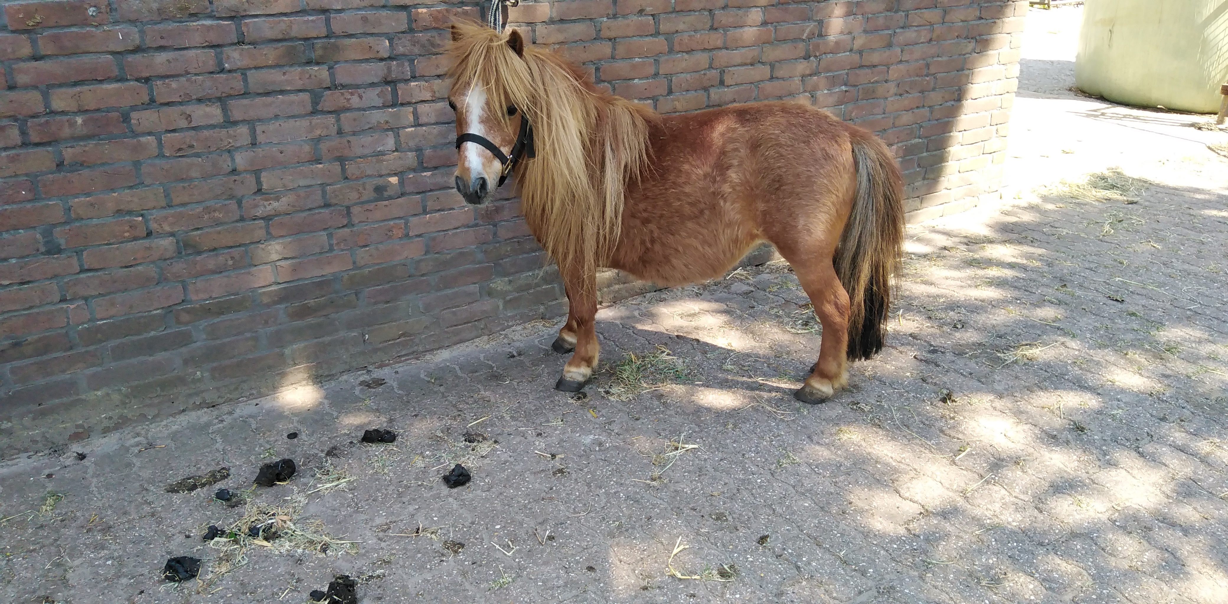 zeer makke mini merrie 74cm - nr. 1
