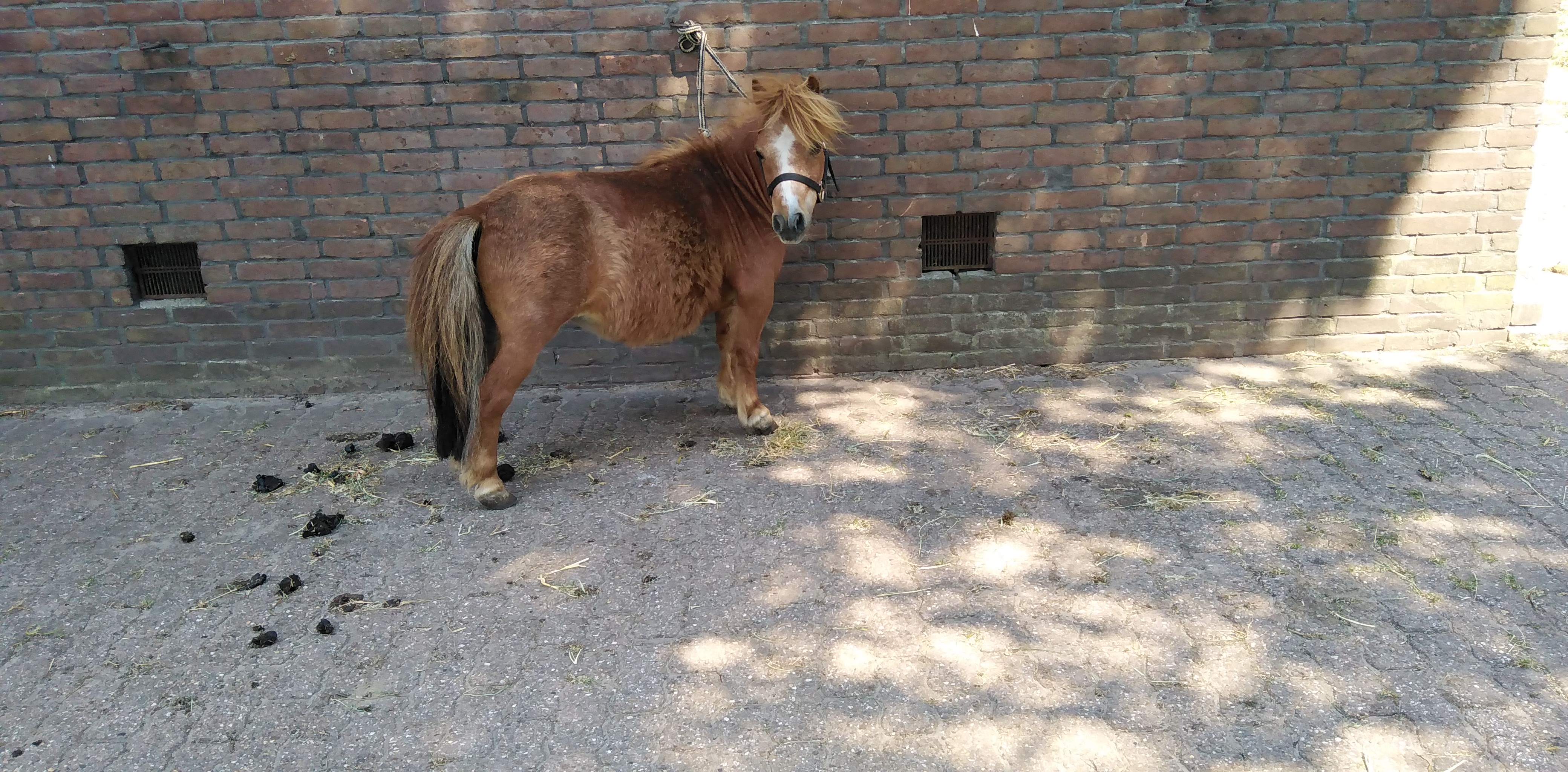 zeer makke mini merrie 74cm - Afbeelding 2