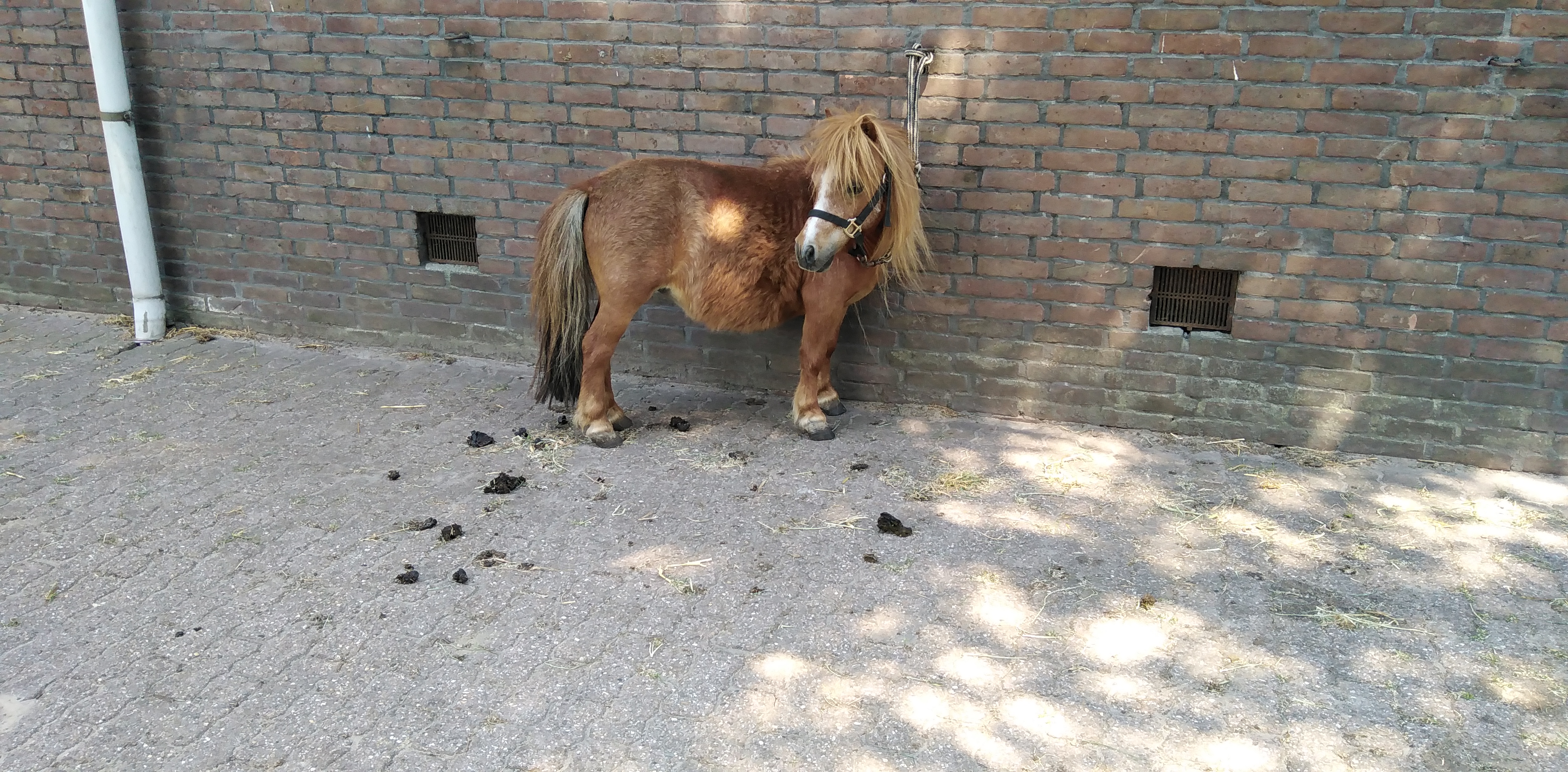zeer makke mini merrie 74cm - Afbeelding 3