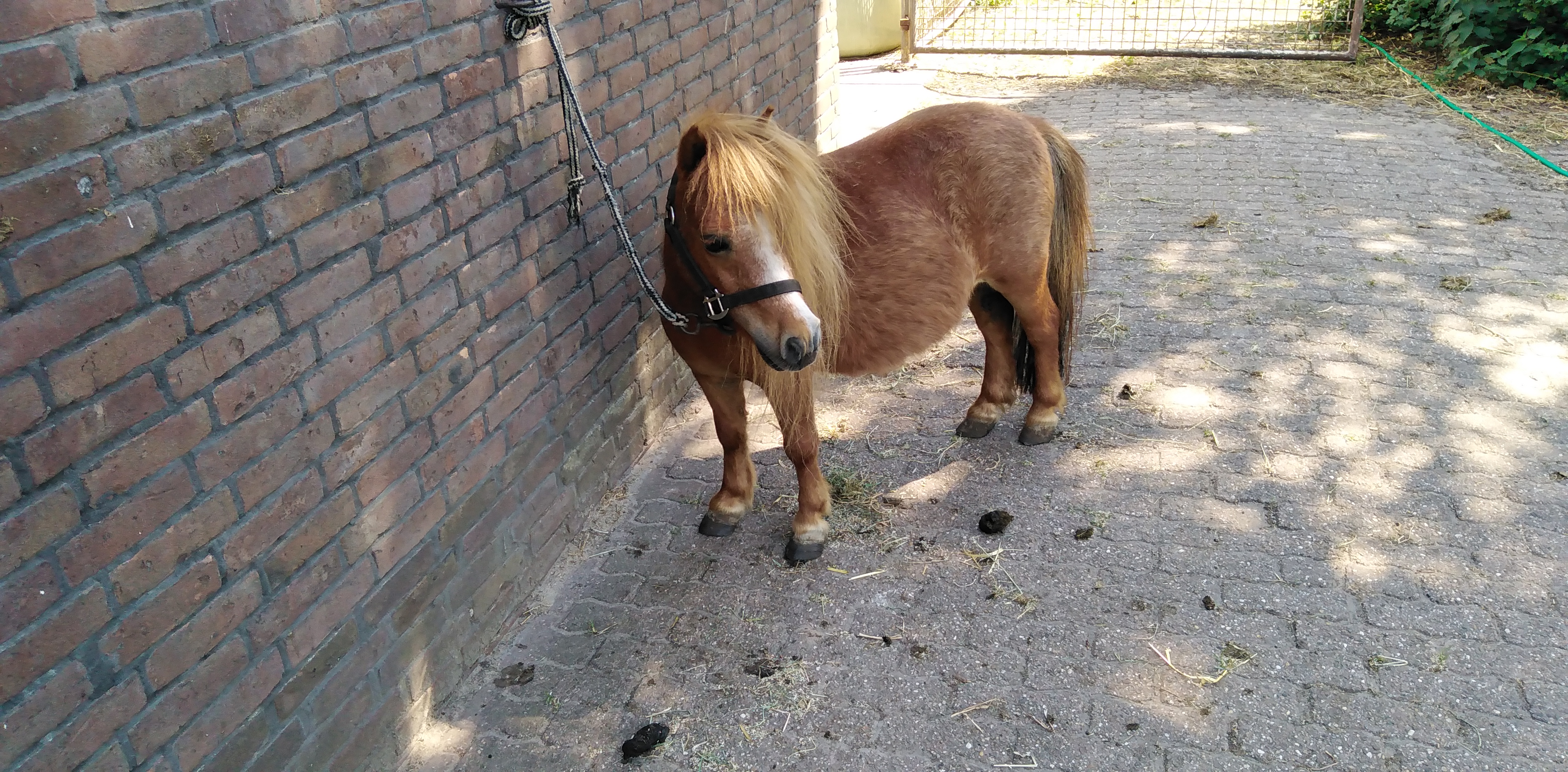 zeer makke mini merrie 74cm - Afbeelding 4