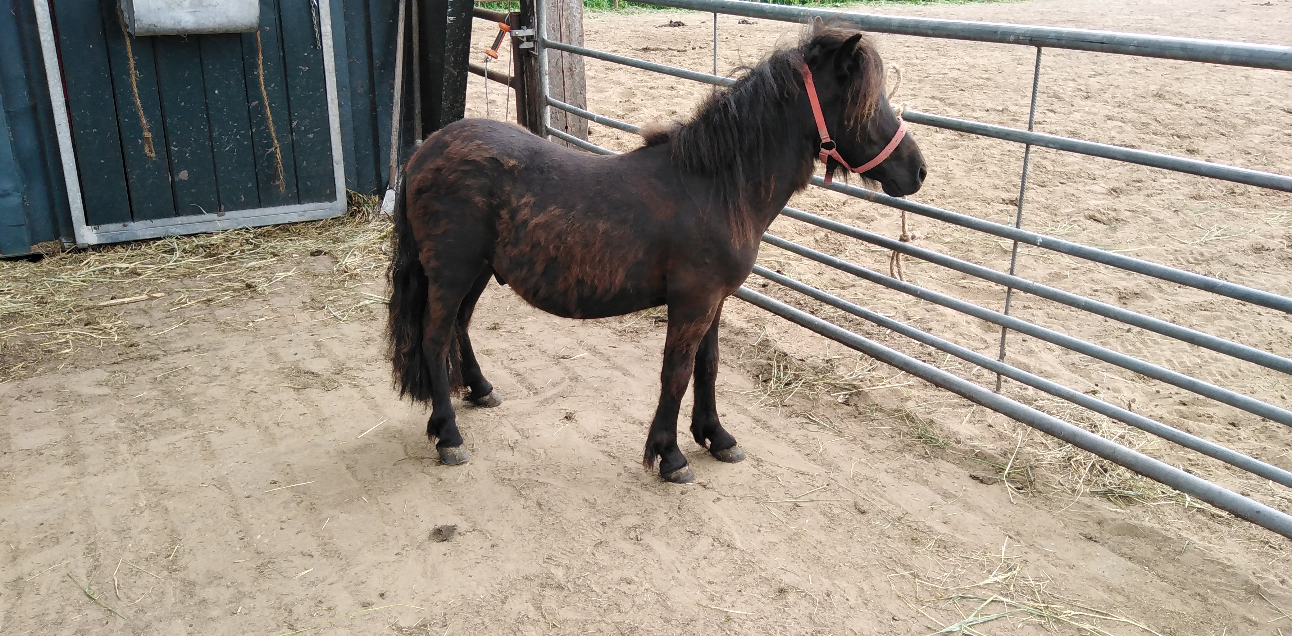 zeer mooie grote 1 jarige shetland ruin met stamboom - nr. 1