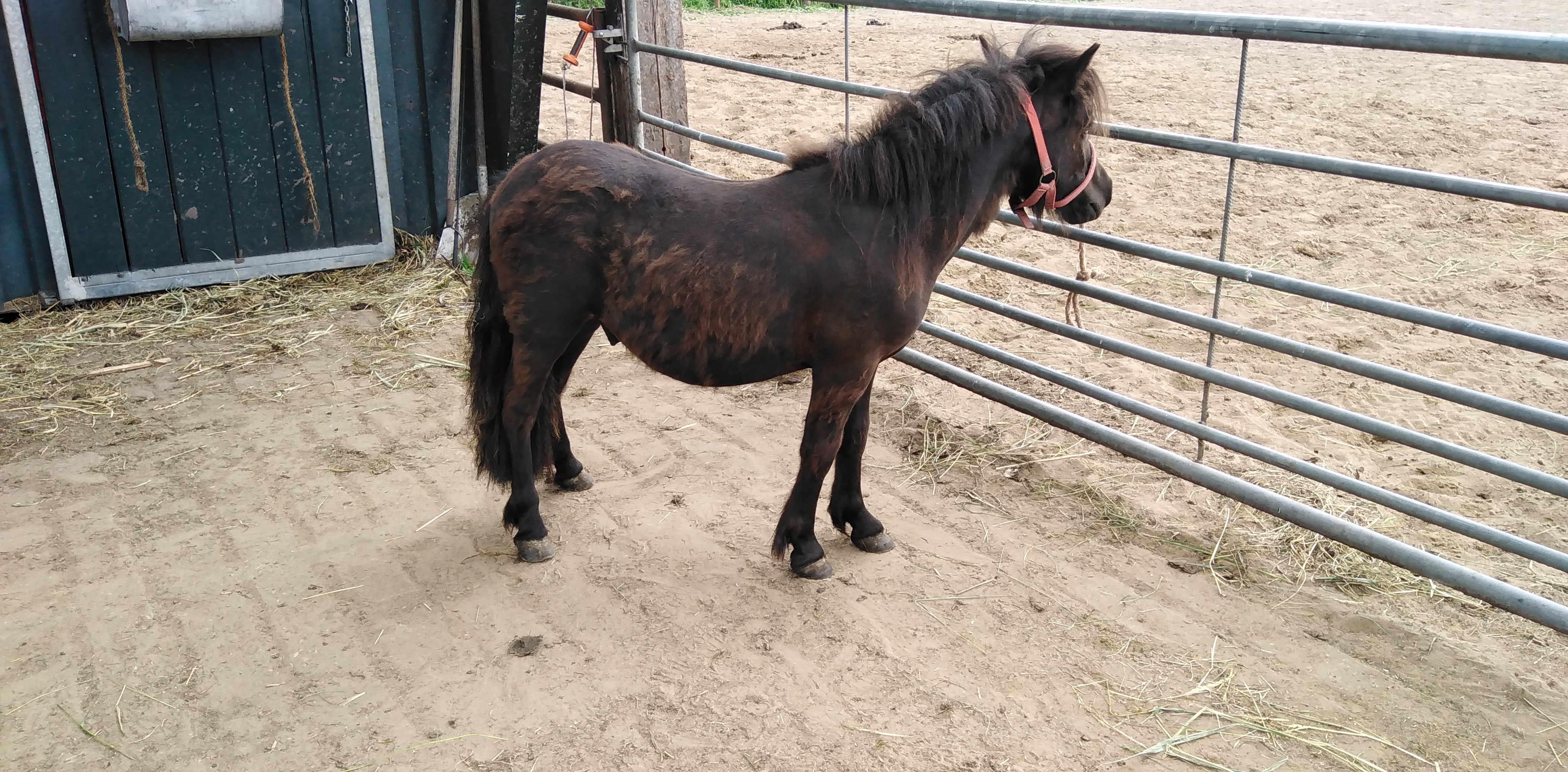 zeer mooie grote 1 jarige shetland ruin met stamboom - Afbeelding 2