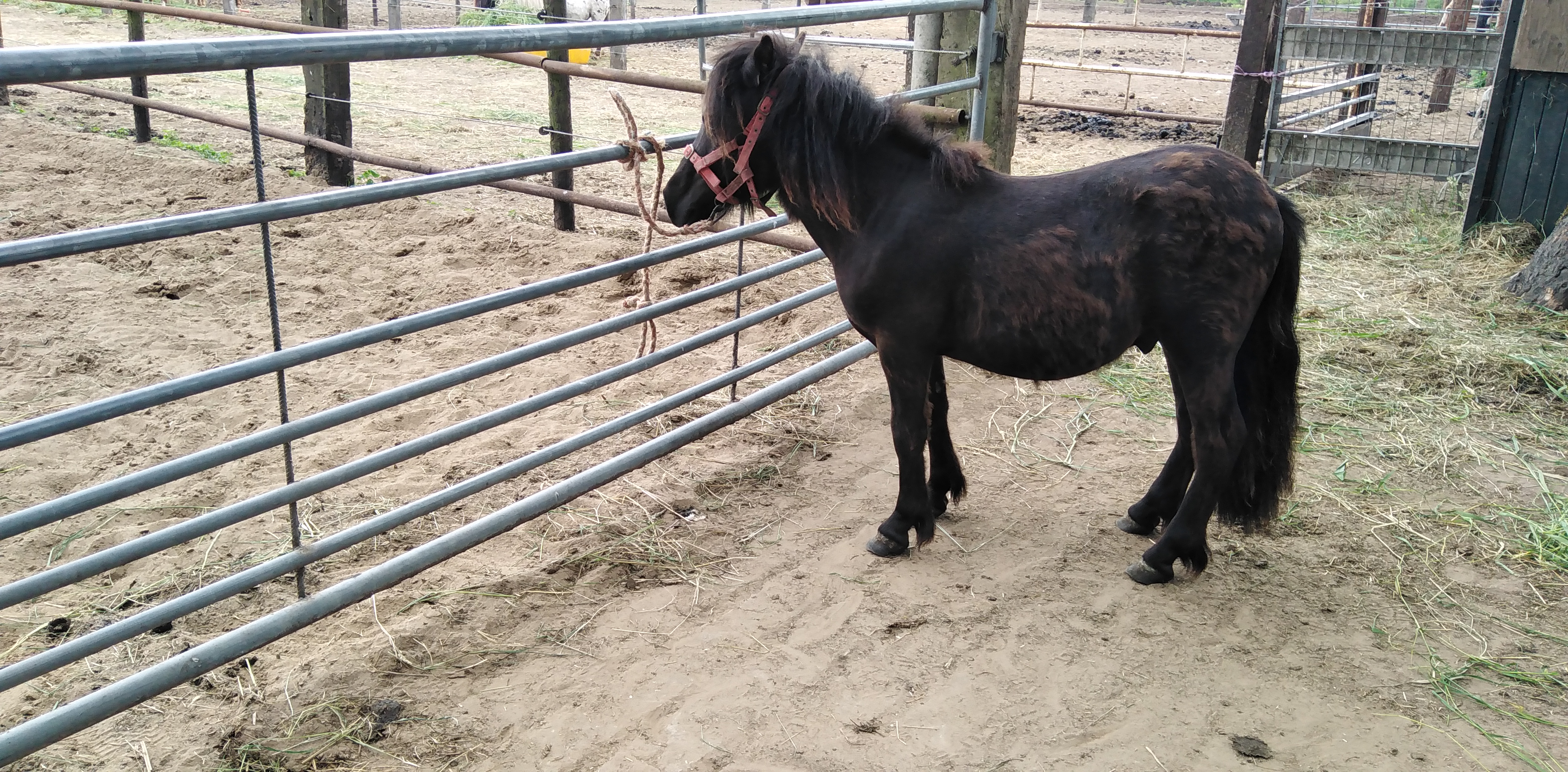 zeer mooie grote 1 jarige shetland ruin met stamboom - Afbeelding 3