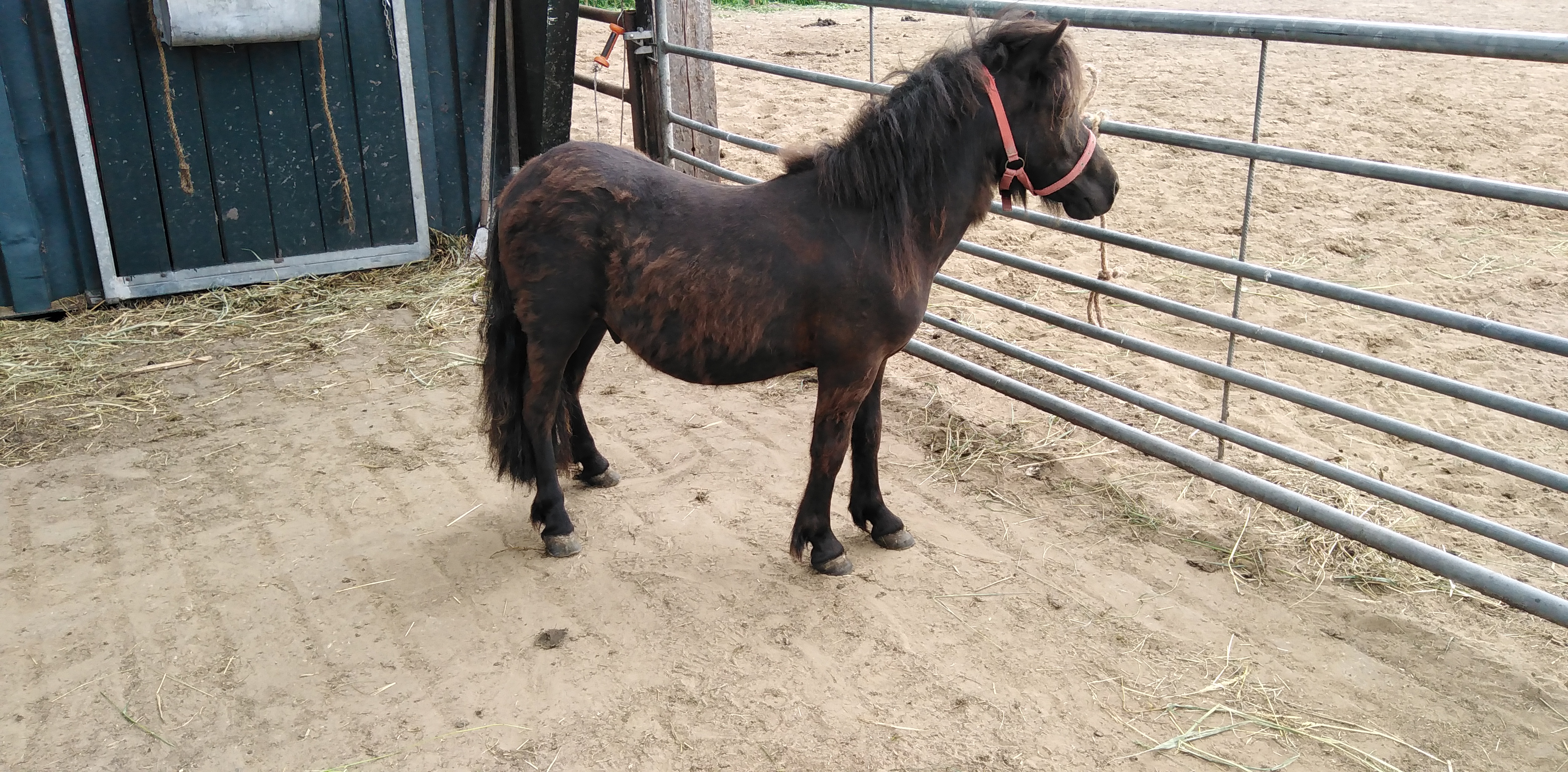 zeer mooie grote 1 jarige shetland ruin met stamboom - Afbeelding 4