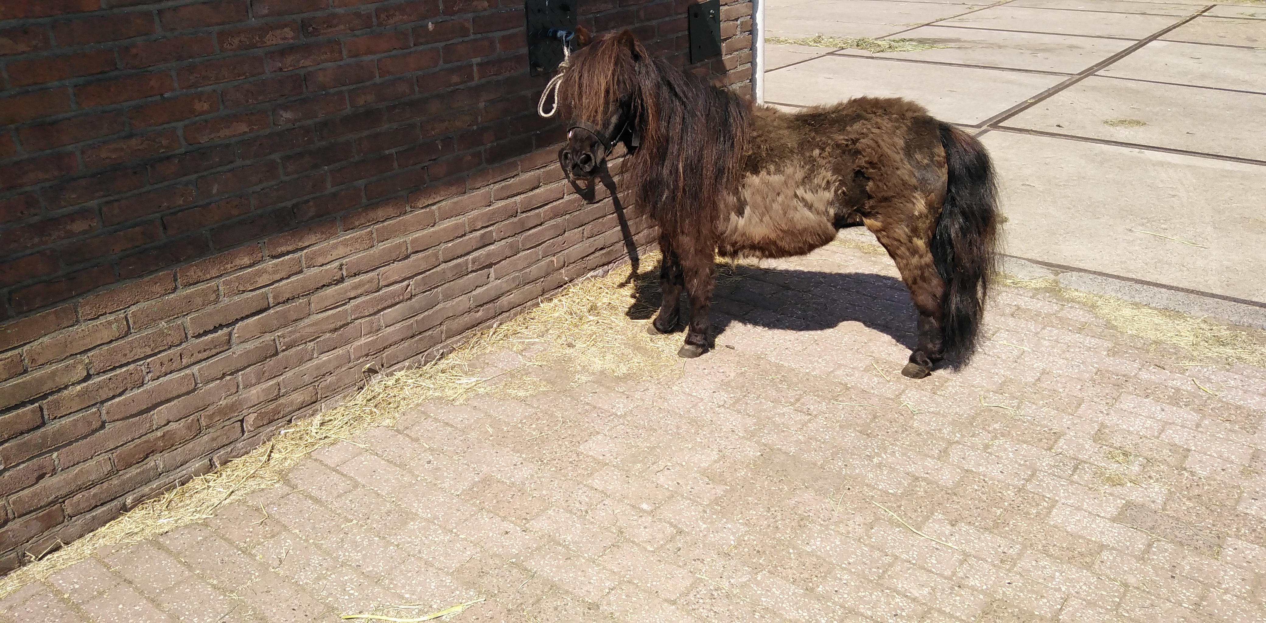 zeer lieve nmprs mini merrietje 72cm echt kinderpony - nr. 1