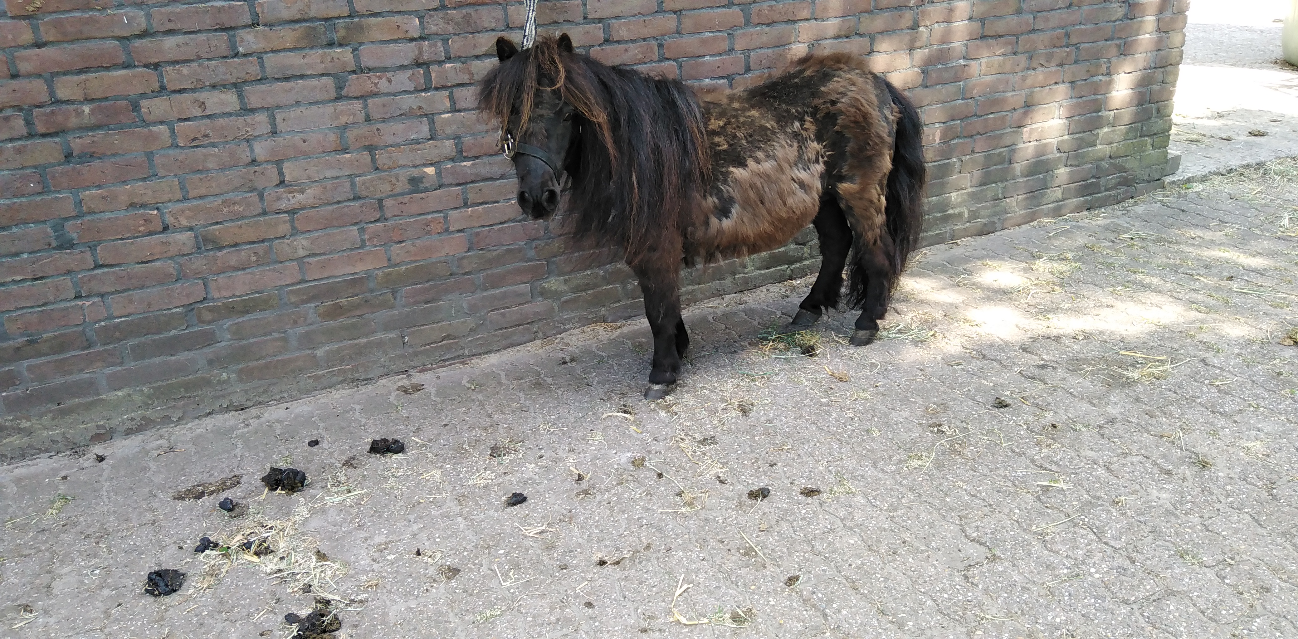 zeer lieve nmprs mini merrietje 72cm echt kinderpony - Afbeelding 2