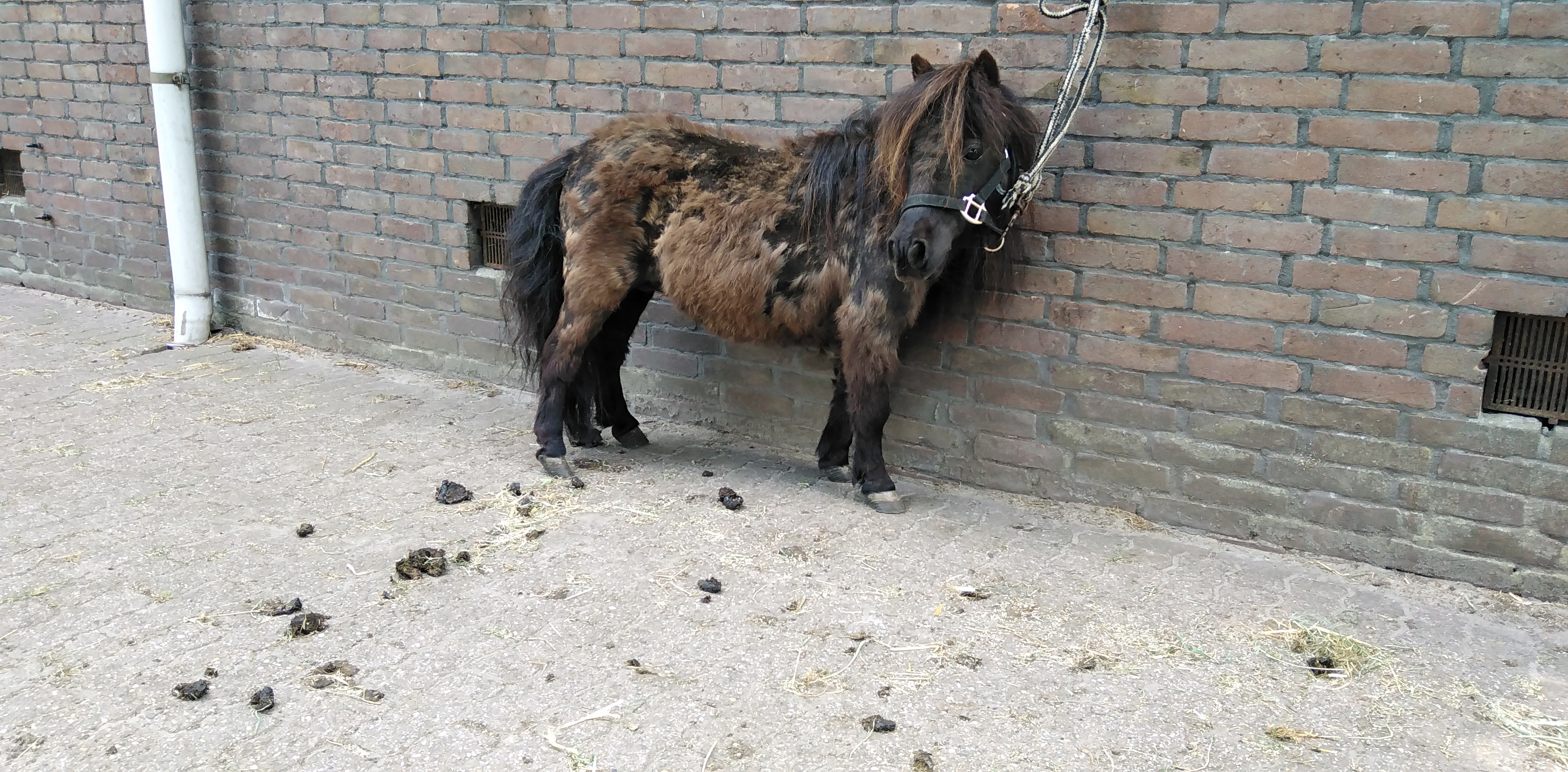 zeer lieve nmprs mini merrietje 72cm echt kinderpony - Afbeelding 3
