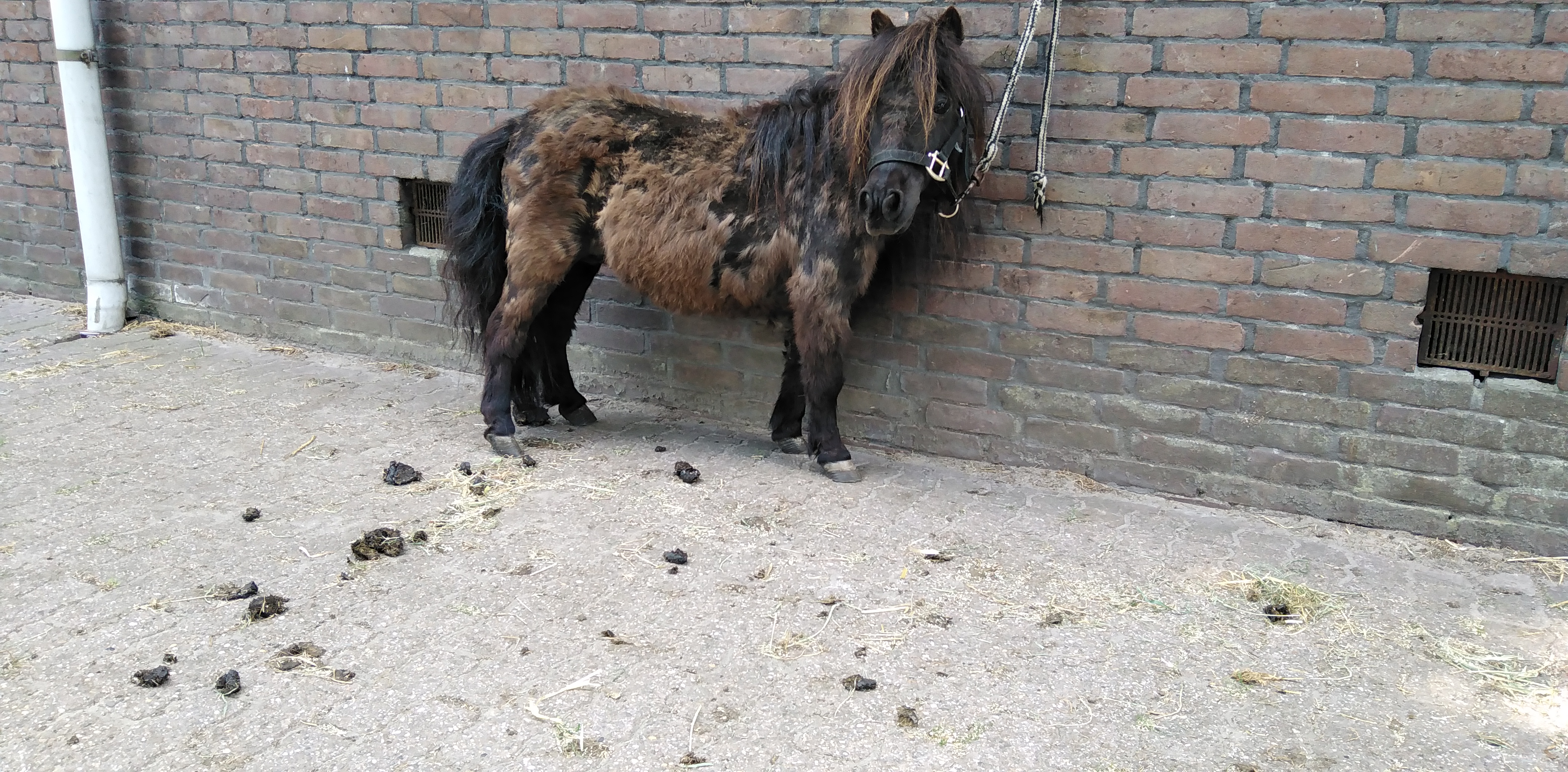 zeer lieve nmprs mini merrietje 72cm echt kinderpony - Afbeelding 4