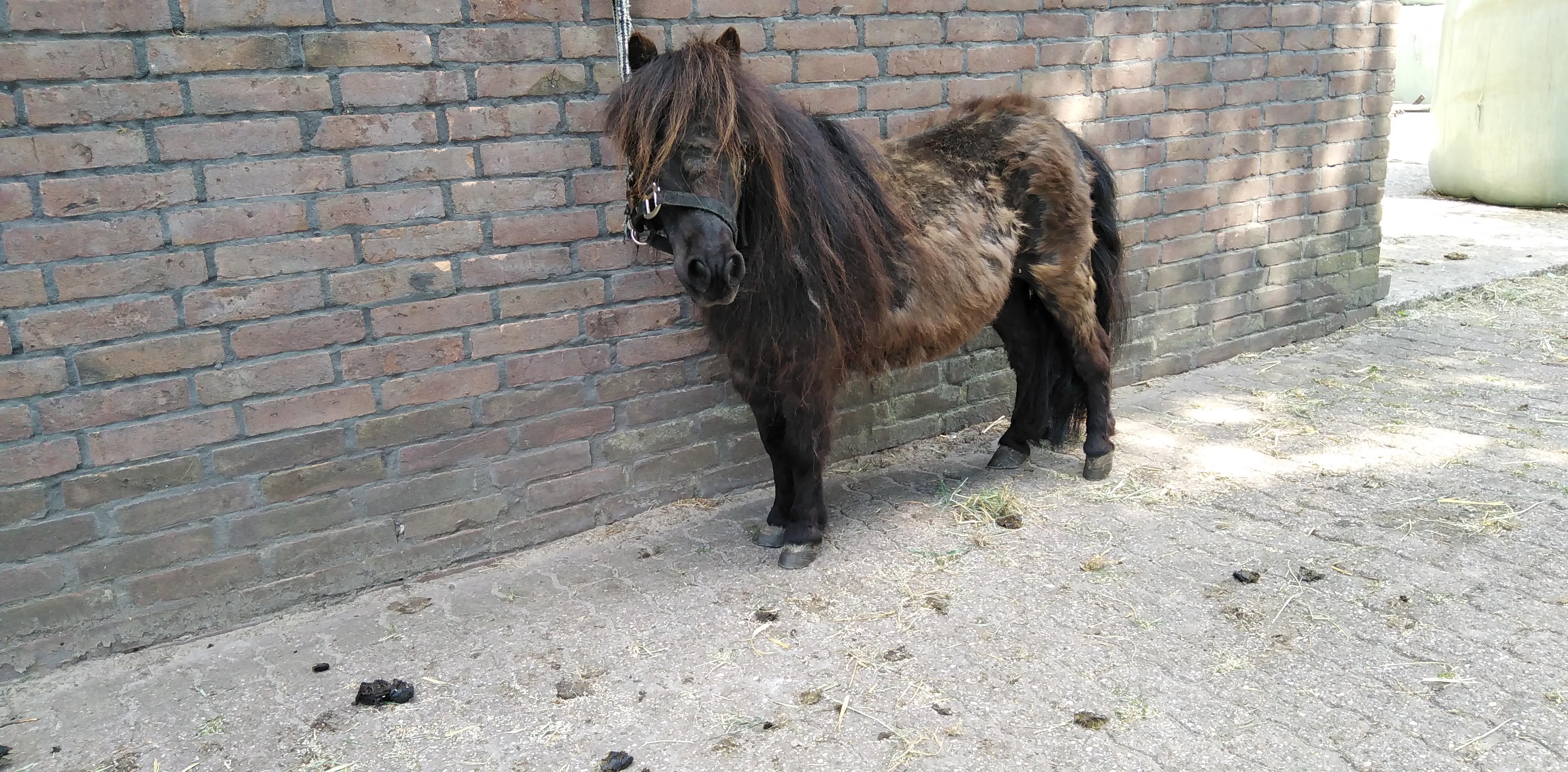 zeer lieve nmprs mini merrietje 72cm echt kinderpony - Afbeelding 5