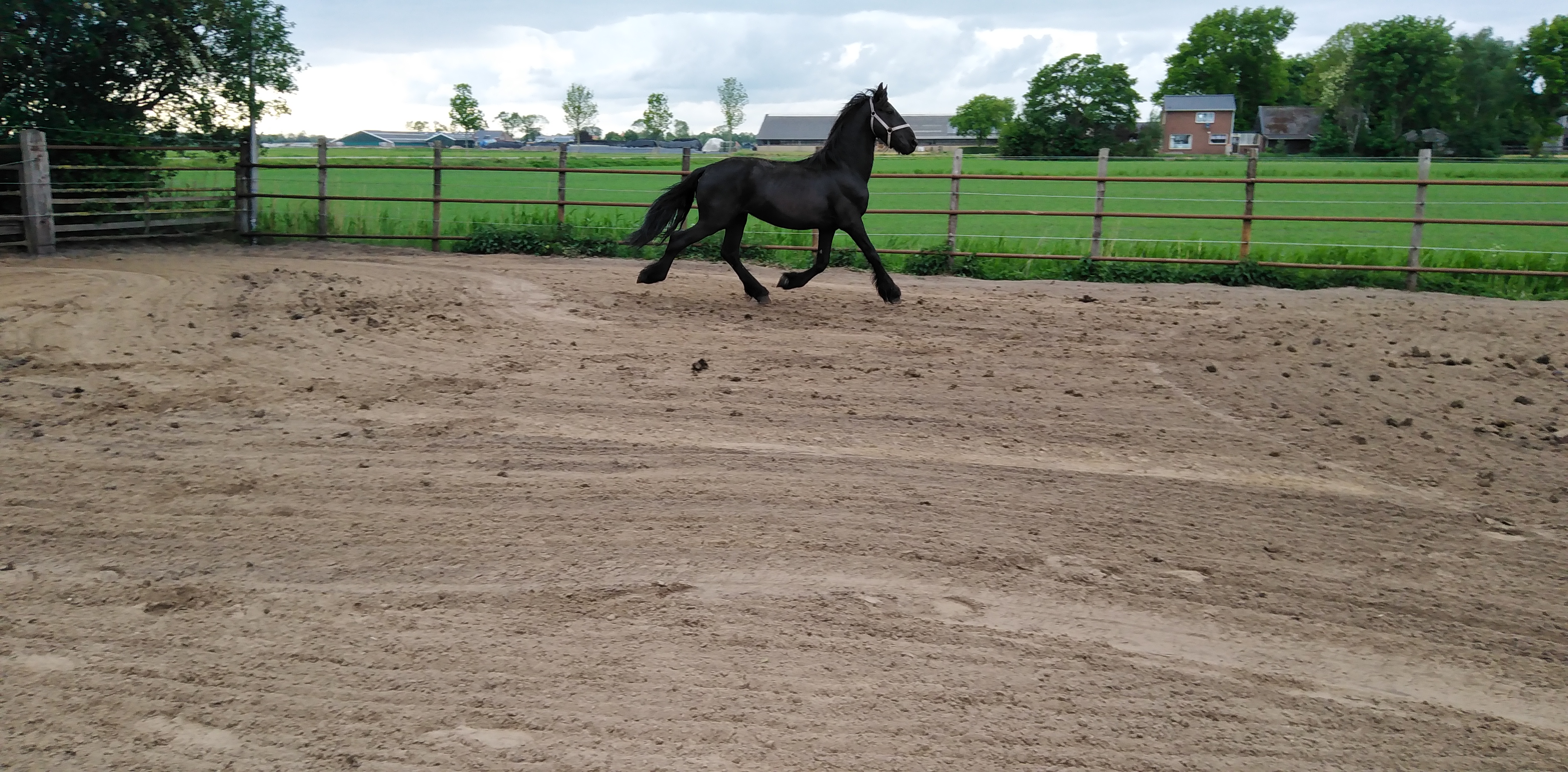 zeer apart bewegende friese hengst vol papier - Afbeelding 2