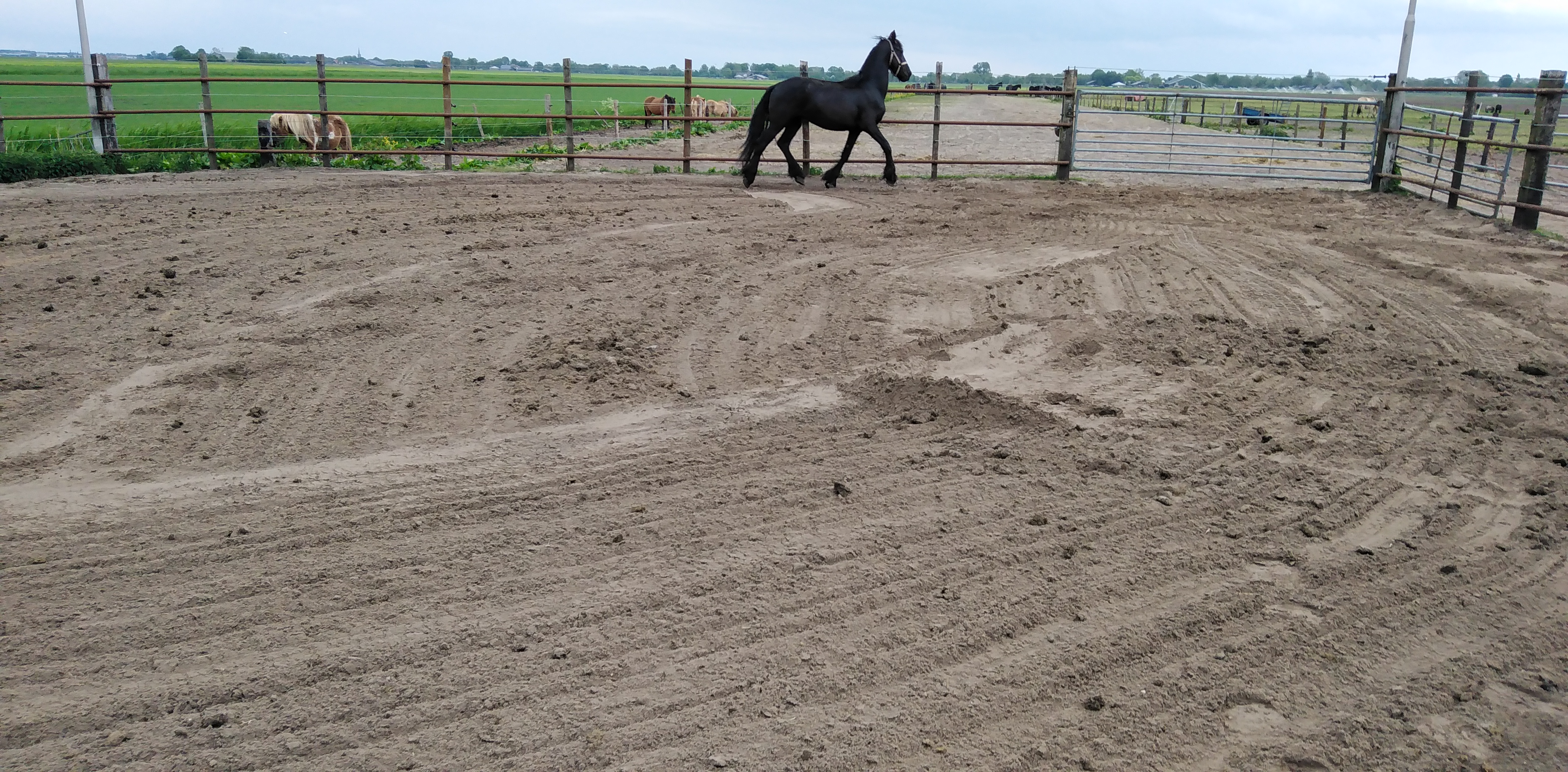 zeer apart bewegende friese hengst vol papier - Afbeelding 4